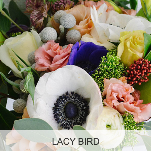 LACY BIRD